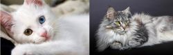 Van Kedisi vs Domestic Longhaired Cat - Breed Comparison