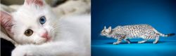 Van Kedisi vs Egyptian Mau - Breed Comparison