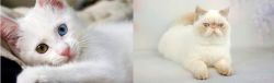 Van Kedisi vs Exotic Shorthair - Breed Comparison