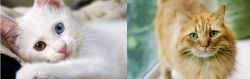 Van Kedisi vs Ginger Tabby - Breed Comparison