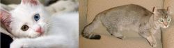Van Kedisi vs Jaguarundi Curl - Breed Comparison