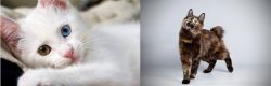 Van Kedisi vs Japanese Bobtail - Breed Comparison