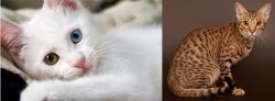 Van Kedisi vs Ocicat - Breed Comparison