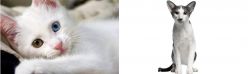 Van Kedisi vs Oriental Bicolour - Breed Comparison