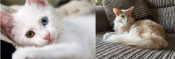 Van Kedisi vs Oriental Longhair - Breed Comparison