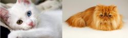 Van Kedisi vs Persian - Breed Comparison