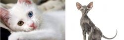 Van Kedisi vs Peterbald - Breed Comparison