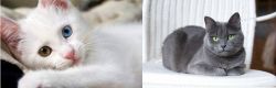 Van Kedisi vs Russian Blue - Breed Comparison
