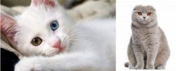 Van Kedisi vs Scottish Fold - Breed Comparison