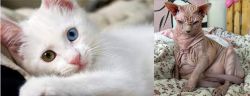 Van Kedisi vs Sphynx - Breed Comparison