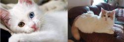 Van Kedisi vs Turkish Van - Breed Comparison