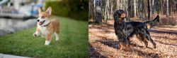 Welsh Corgi vs Gordon Setter - Breed Comparison