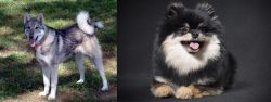 West Siberian Laika vs German Spitz (Klein) - Breed Comparison