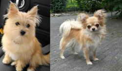 Yoranian vs Long Haired Chihuahua - Breed Comparison