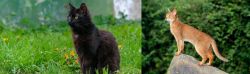 York Chocolate Cat vs Abyssinian - Breed Comparison