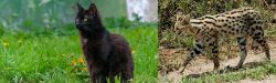 York Chocolate Cat vs African Serval - Breed Comparison