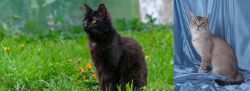 York Chocolate Cat vs American Keuda - Breed Comparison