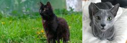 York Chocolate Cat vs Blue Russian - Breed Comparison
