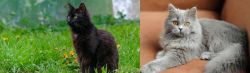York Chocolate Cat vs British Semi-Longhair - Breed Comparison