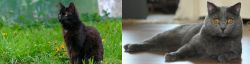 York Chocolate Cat vs Chartreux - Breed Comparison