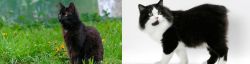 York Chocolate Cat vs Cymric - Breed Comparison