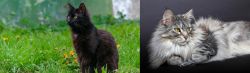 York Chocolate Cat vs Domestic Longhaired Cat - Breed Comparison