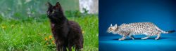 York Chocolate Cat vs Egyptian Mau - Breed Comparison