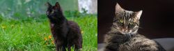 York Chocolate Cat vs European Shorthair - Breed Comparison
