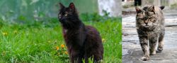 York Chocolate Cat vs Farm Cat - Breed Comparison