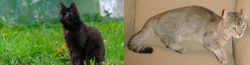 York Chocolate Cat vs Jaguarundi Curl - Breed Comparison