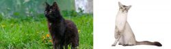 York Chocolate Cat vs Javanese - Breed Comparison