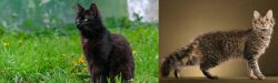 York Chocolate Cat vs LaPerm - Breed Comparison