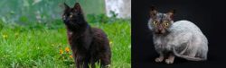 York Chocolate Cat vs Lykoi - Breed Comparison