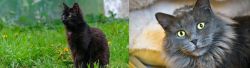 York Chocolate Cat vs Nebelung - Breed Comparison