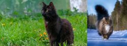 York Chocolate Cat vs Norwegian Forest Cat - Breed Comparison