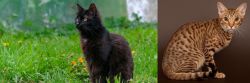 York Chocolate Cat vs Ocicat - Breed Comparison
