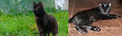 York Chocolate Cat vs Pantherette - Breed Comparison