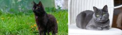 York Chocolate Cat vs Russian Blue - Breed Comparison
