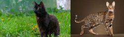 York Chocolate Cat vs Savannah - Breed Comparison