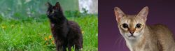 York Chocolate Cat vs Singapura - Breed Comparison
