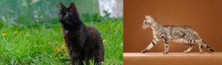 York Chocolate Cat vs Sokoke - Breed Comparison