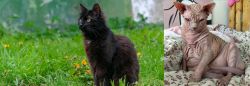 York Chocolate Cat vs Sphynx - Breed Comparison