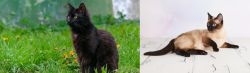 York Chocolate Cat vs Thai - Breed Comparison