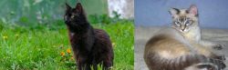 York Chocolate Cat vs Tiger Cat - Breed Comparison
