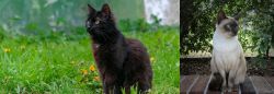 York Chocolate Cat vs Tonkinese - Breed Comparison