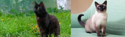 York Chocolate Cat vs Traditional Siamese - Breed Comparison