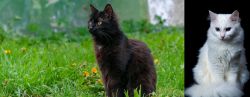 York Chocolate Cat vs Turkish Angora - Breed Comparison